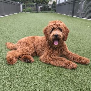 Meet your Posher, Colby